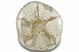 Polished Miocene Fossil Echinoid (Clypeaster) - Morocco #288917-2